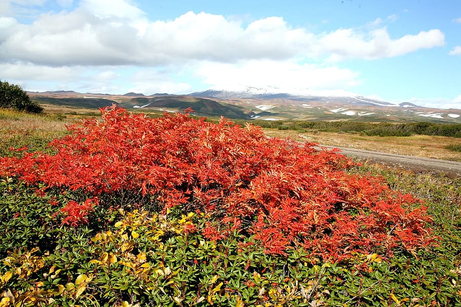 autumn, mountains, mountain plateau, fall colors, rowan, cedar, nature, landscape, foliage, autumn foliage