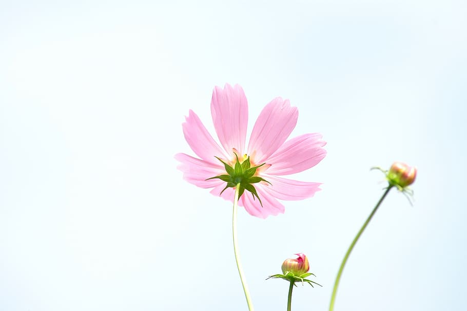 pink, flower, white, background, tabitha, nature, plants, flowers, cosmos, autumn