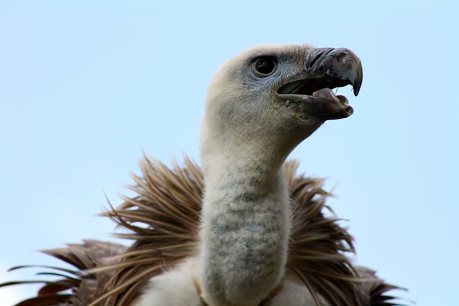 Vulture, Head, Beak, vulture head, vulture beak, white backed vulture, bird, one animal, animals in the wild, animal wildlife