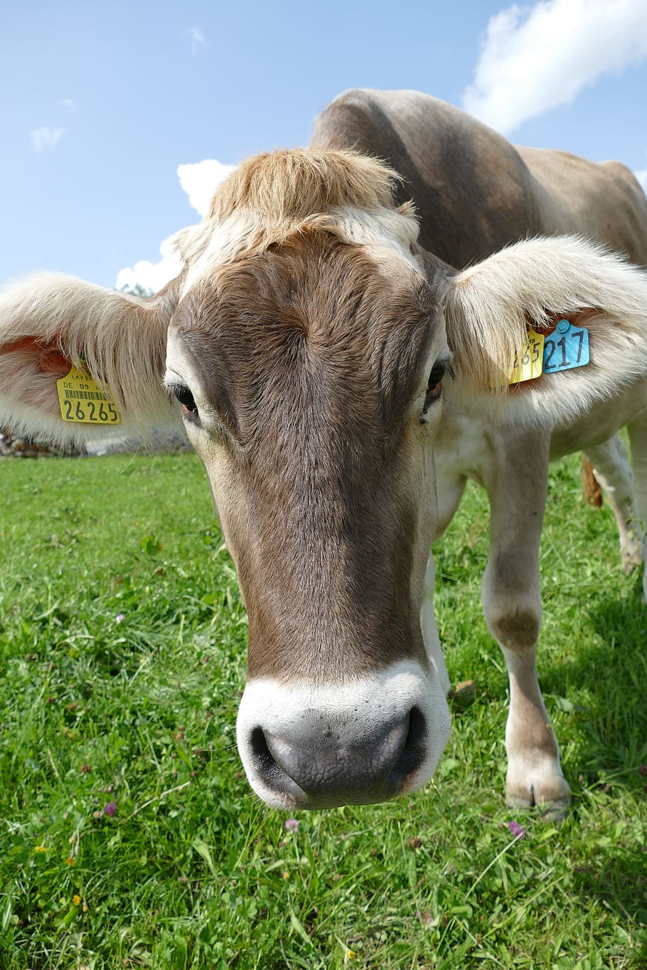cow, curiosity, allgäu, fluffy, button in ear, domestic, domestic animals, pets, animal, livestock