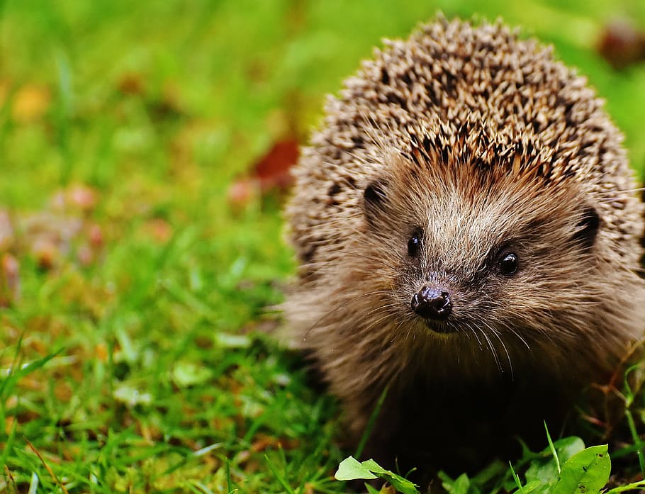 brown, porcupine, top, green, grass, hedgehog child, young hedgehog, hedgehog, animal, spur