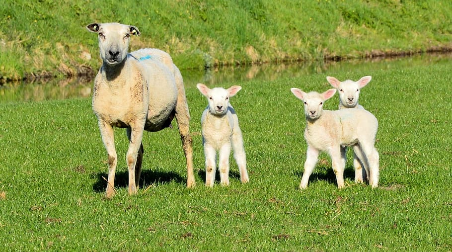 sheep, three, lambs, green, grass field, lamb, livestock, mammal, cute, domestic