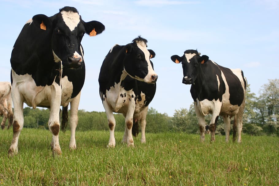 tiga, sapi putih-hitam, ladang rumput, sapi, ladang, alam, jelajahi, rumput, pemandangan, hewan domestik
