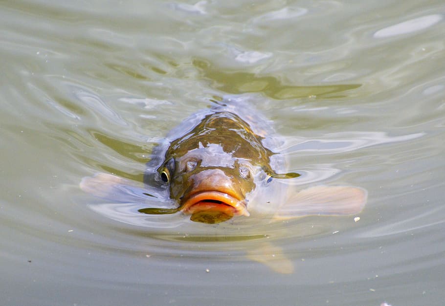 brown, water, Bass, carp, fish, appear, swim, pond, water surface, scale