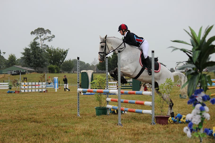 horse jumping, horse, jump, equestrian, animal, rider, sport, competition, equine, riding