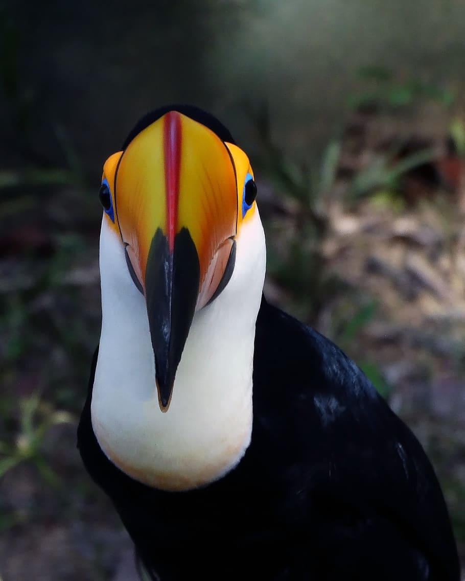 toucan, tucano, bird, exotic, color, brazil, zoo, forest, fauna, colorful