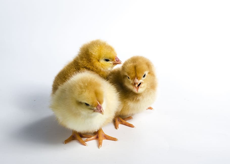 tres, amarillo, pollitos de pollo, pollo, animal, pájaro, doméstico, aves de corral, ganado, pollito
