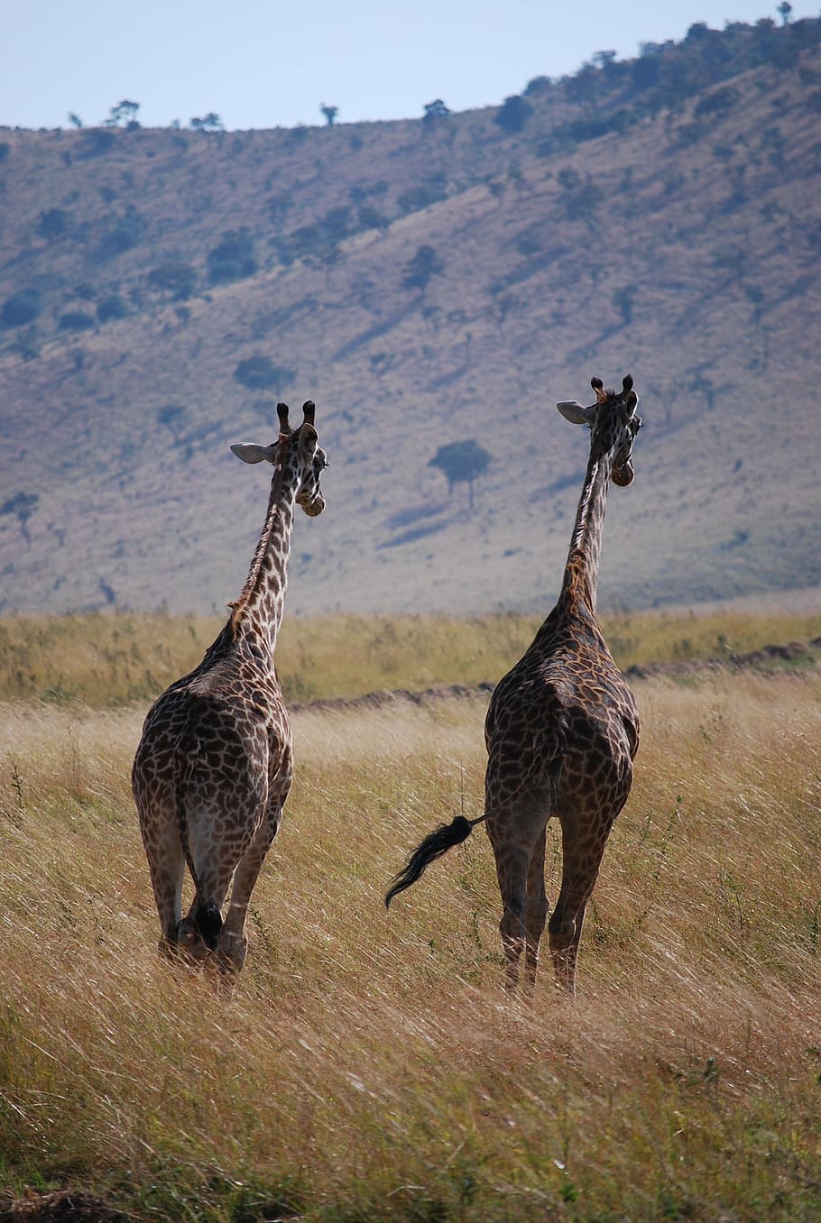giraffe, africa, zambia, safari Animals, wildlife, nature, savannah, animals In The Wild, animal, mammal