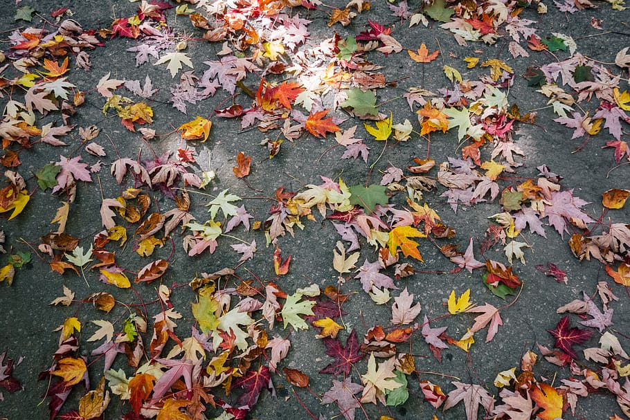 autumn, fall, leaves, colors, plant part, leaf, change, falling, dry, day