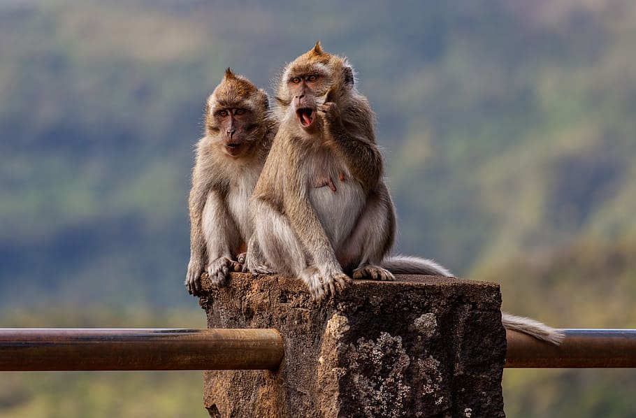 par de macaco de cauda longa, macaco comendo caranguejo, macaco, mauritius macaque, dinheiro, macaco do templo, macaco de cauda longa, macaco da árvore, selva, sentado