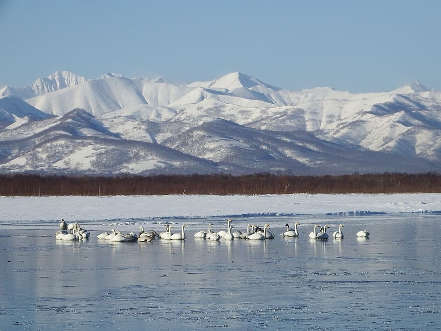 wild swans whooping, a flock of, vacation, wintering, river, backwater, inflow, mountains, ice, winter