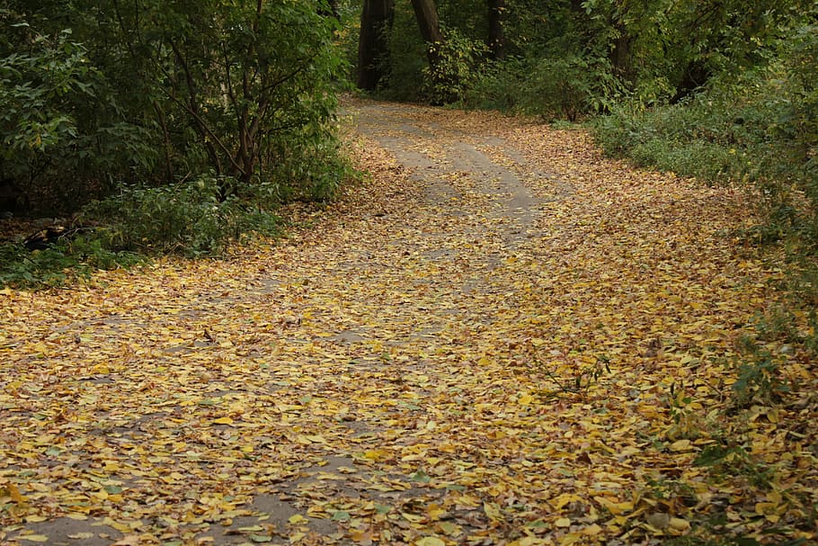 autumn, road, twist, fallen leaves, yellow leaves, direction, plant, plant part, the way forward, leaf