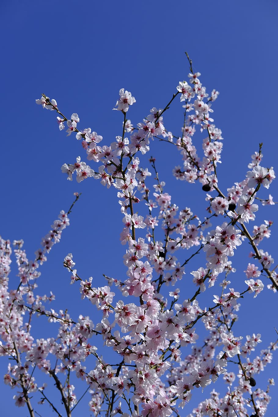 flor, flor de almendro, almendro, árbol, primavera, cielo, fragilidad,  planta floreciendo, planta, belleza en la naturaleza | Pxfuel