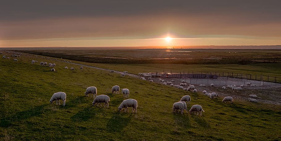 herd, white, sheep, green, grass field, grey, clouds, golden, hour, east frisia