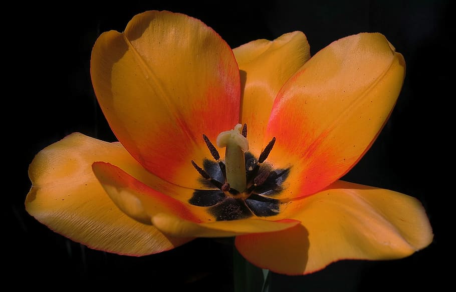 apeldoorn, tulip, orange blossom, yellow flower, flower, nature, plant, petal, color, stamp