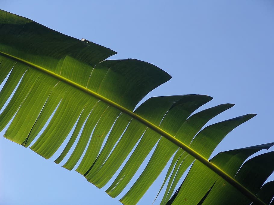 palma, fronda, hoja, exótica, palmera, hojas de palma, tropical, hoja de palma, color verde, parte de la planta