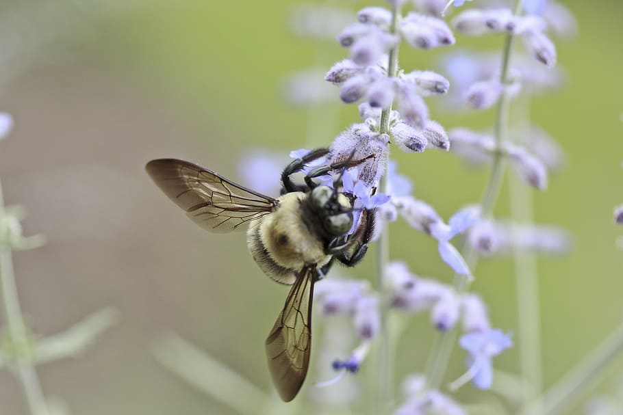 dangkal, fotografi fokus, bumble, bee, nangkring, ungu, bunga, serangga, madu, alam