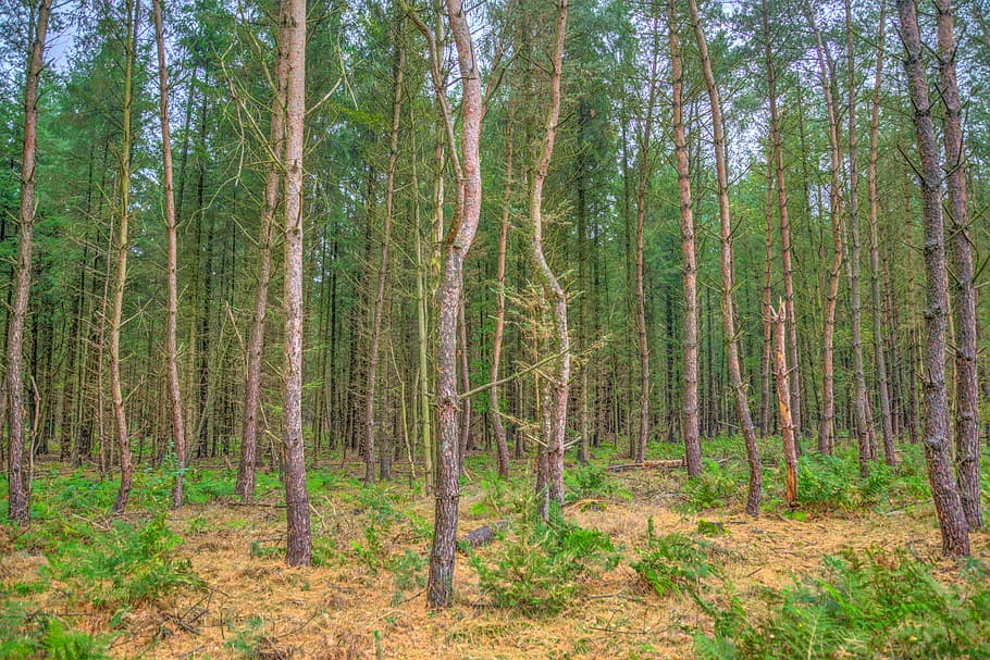 Лес стоячий. Standing Forest. Сумму постоянных из деревьев.