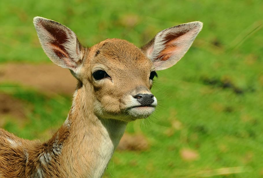selective, focus photography, deer, roe deer, fawn, kitz, young deer, wild, bambi, fallow deer