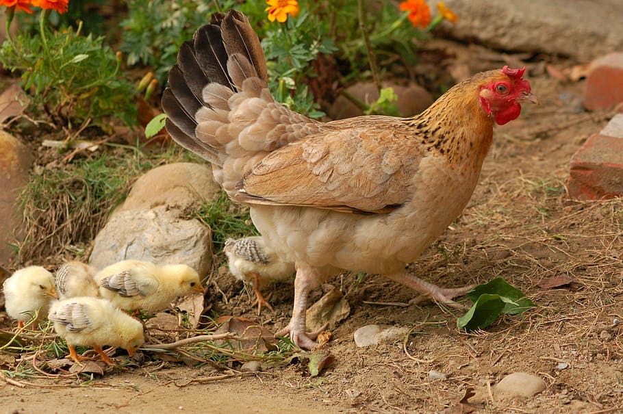 hen, chicks, flowers, farm, bird, animal themes, animal, domestic animals, chicken - bird, livestock