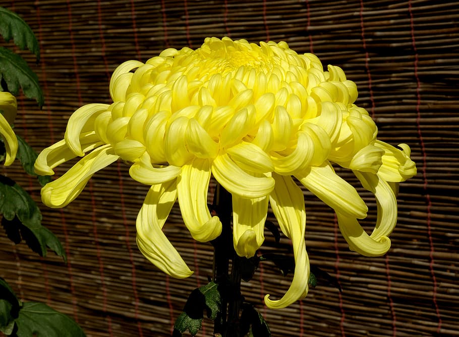 chrysanthemum, flower, bloom, showy, blossom, yellow, mum, colorful, plant, bright