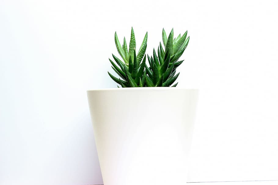 cactus, white base, decor, design, plant, green, shadow, continuous, decorative, style