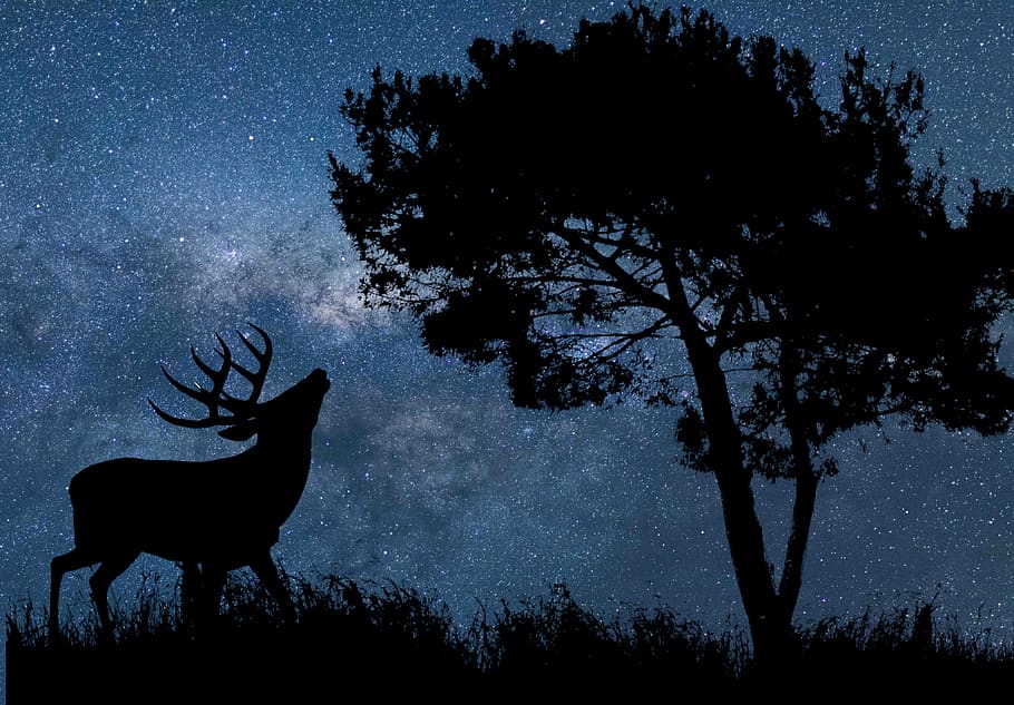 nature, sky, star, astronomy, universe, galaxy, night, deer, tree, wild