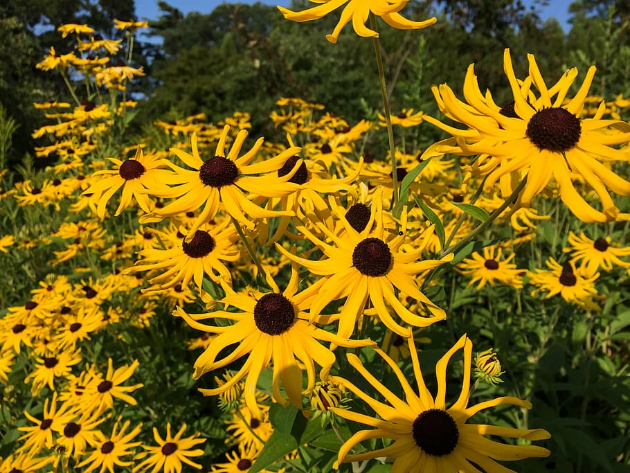 bed, black-eyed, susan, yellow, brown, sunflowers, lot, flowers, garden, nature