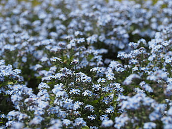 Royalty Free Blue Forget Me Not Photos Free Download Pxfuel