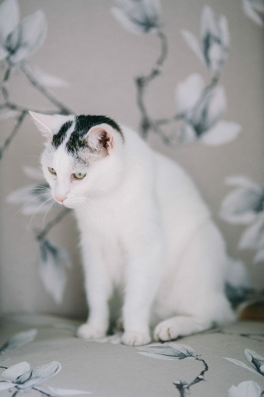 white, sad, cat, Portraits, pet, animal, sad cat, white cat, depressed, moody