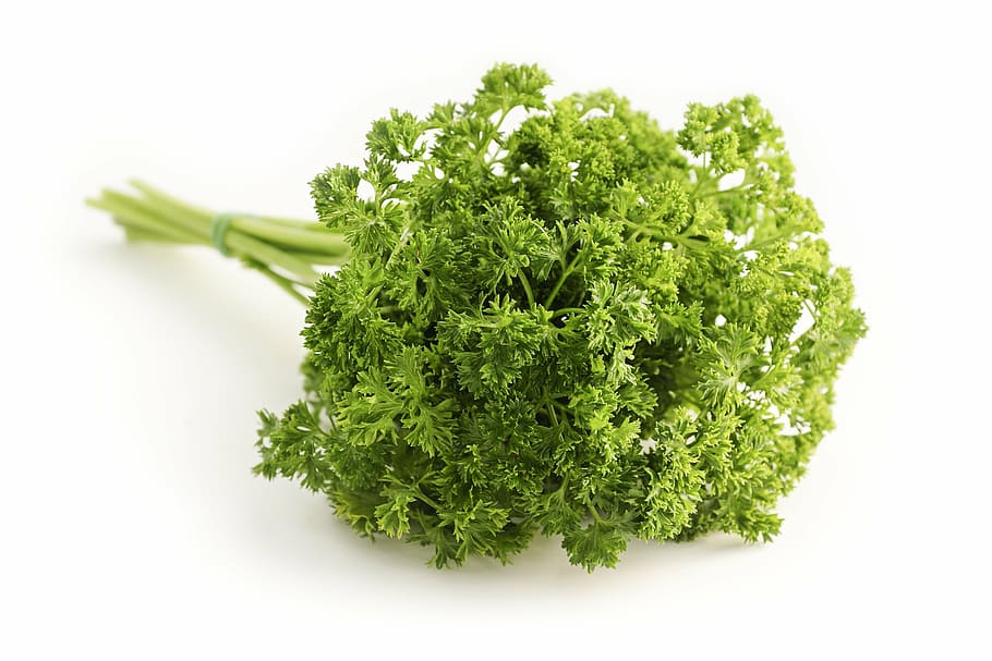 green leaf vegetable, parsley, curled, petroselinum crispum, hossein, peterle, padmanabha, peter green, silk, umbelliferae