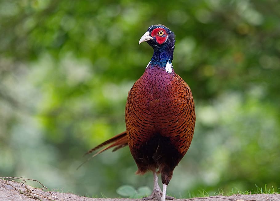 selective, focus photo, ring-necked pheasant, pheasant, male, bird, phasianidae, galliformes, wildlife, animal
