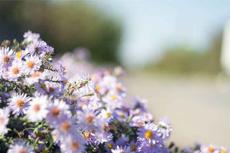 purple, daisies, flowers, garden, flower, flowering plant, plant, freshness, fragility, vulnerability
