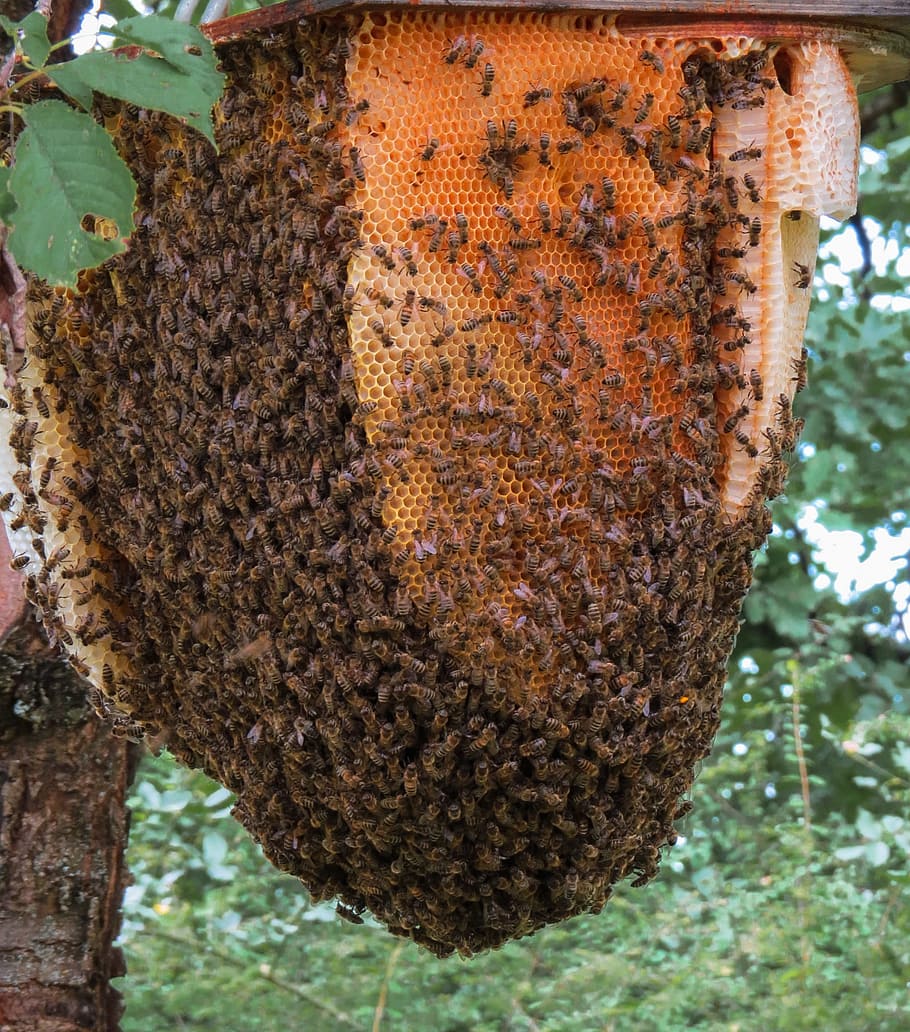 swarm, bee, bee hive, tree, animal, insect, beehive, honey, wing, wild bees