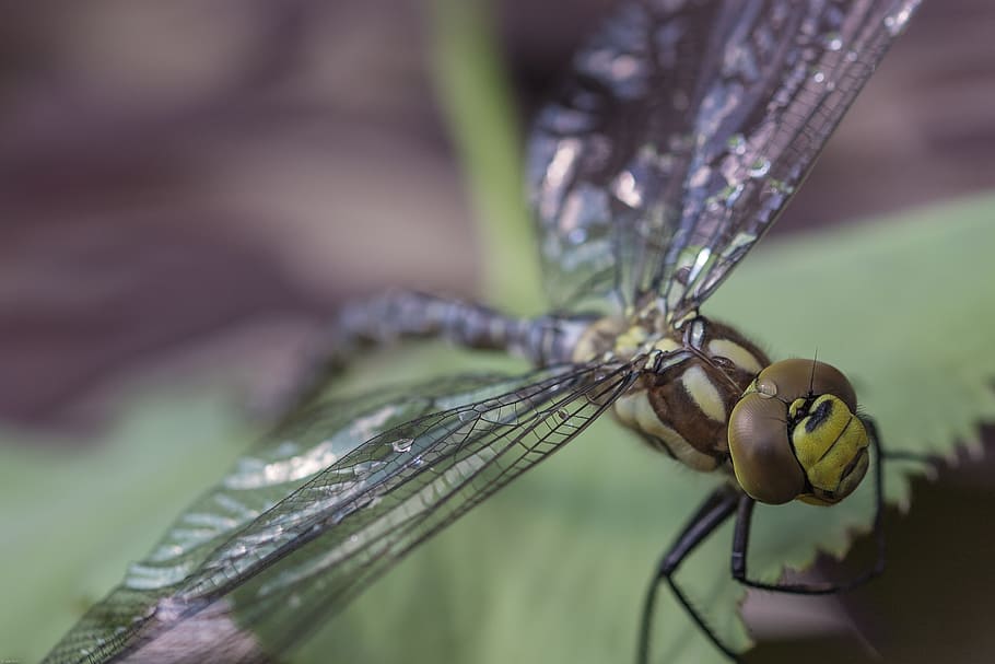 Dragonfly, Hawker, Insect, Close, green, animal, wing, nature, one animal, animal themes