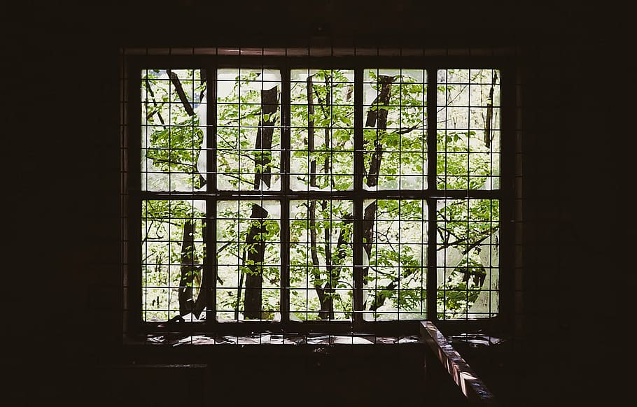 tree painting, frame, wall, green, tree, bloom, near, window, caged, branches