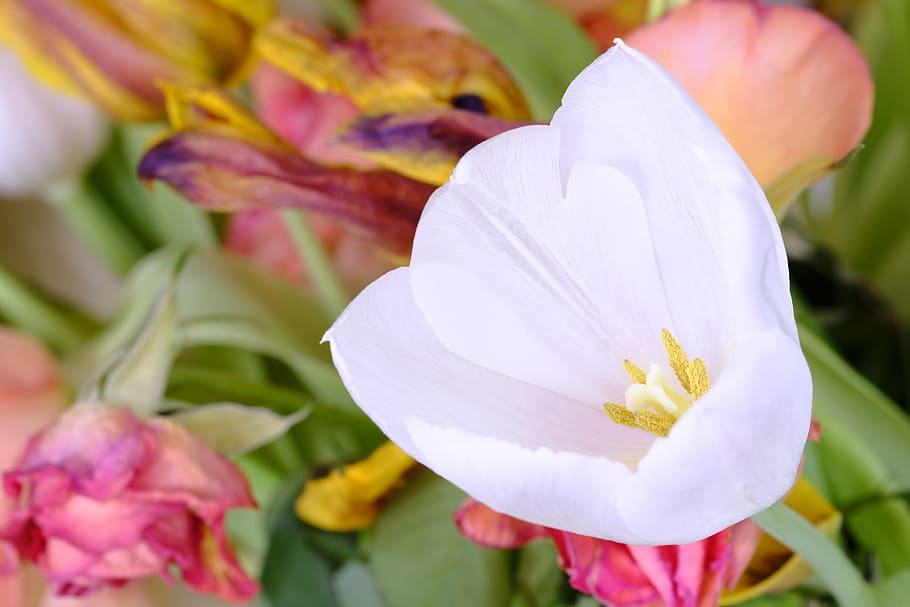 tulip, tulipa, lilies, schnittblume, spring, easter, bloom, blossom, flower, flowering plant
