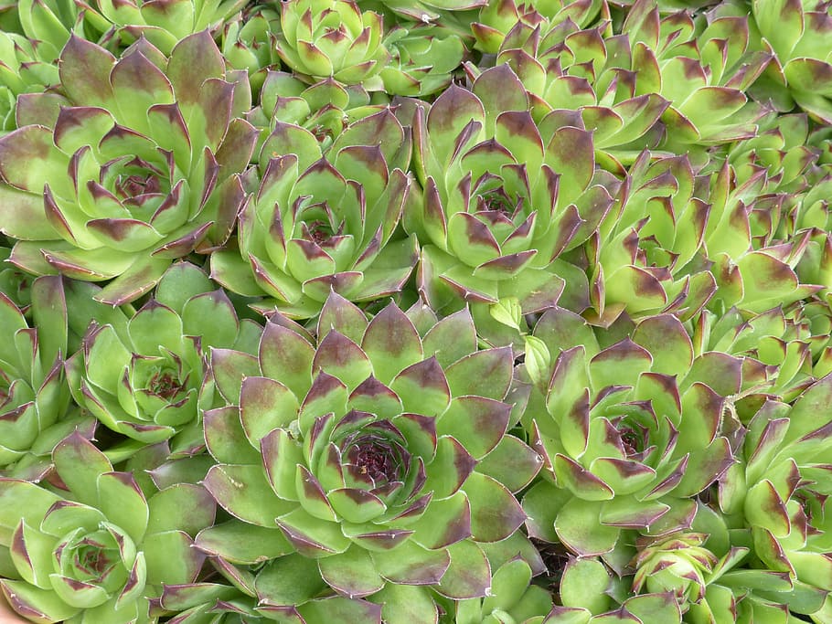 Houseleek, Planta, Folhas, plantar, pontiagudo, avermelhado, verde, telhado houseleek, sempervivum tectorum, verdadeiro houseleek