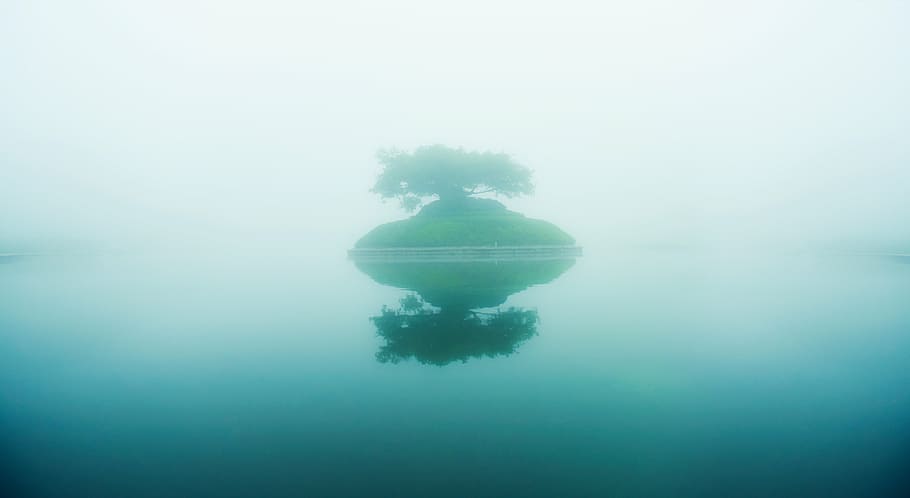 island during daytime, lake, fog, the tree of life, a tree, island, water, reflection, sea, nature