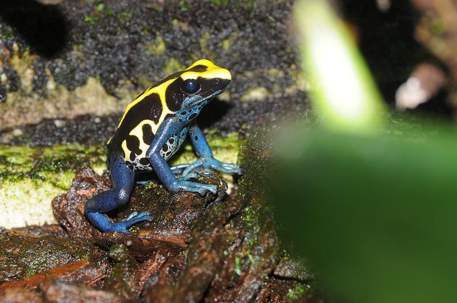poison frog, froasch, amphibian, exotic, small, toxic, animal wildlife, animal themes, animals in the wild, animal