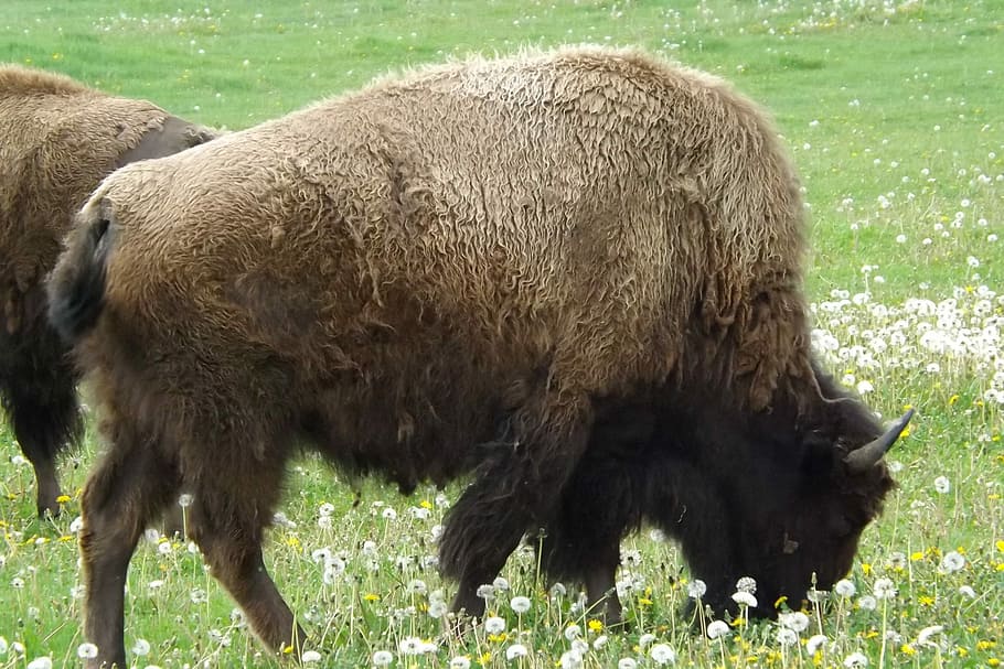 Buffalo, Bison, Western, West, Plains, buffalo, bison, west, plains, american, wild, animal