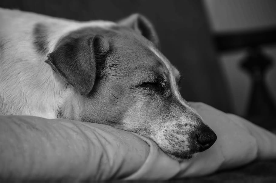 cão, sono, animal de estimação, cabeça, bonitinho, nariz, adormecido, preguiça, descanso, pele