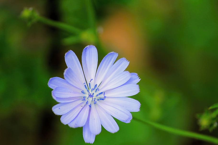 Chicória comum, Flor, chicória, cichorium intybus, violeta, compósitos, azul, flora, azul claro, flor selvagem