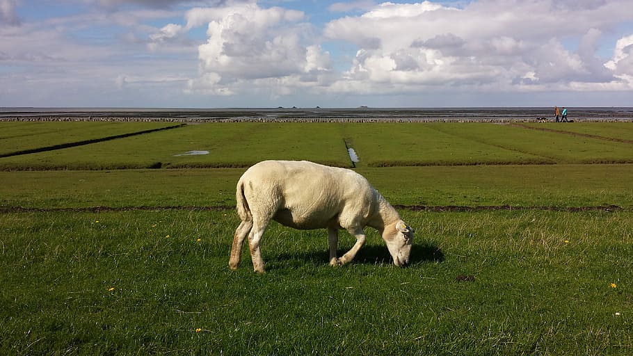 Animals, Dike, North Sea, Sheep, nordfriesland, deichschaf, field, horse, grazing, nature