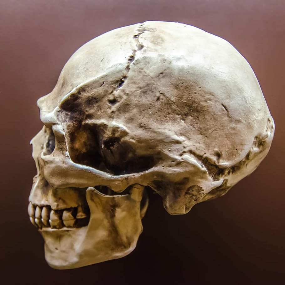 foto del cráneo, apariencia, sombrío, cuerpo, huesos, cerebro, oscuro, muerto, muerte, death metal