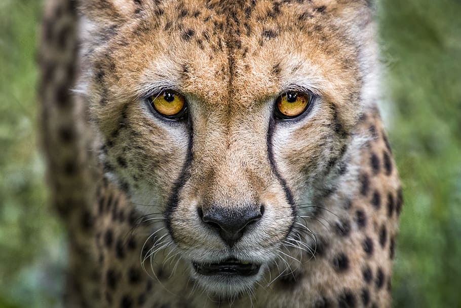 selective, focus, cheetah, cat, big cat, predator, wild animal, nature, animal, wild