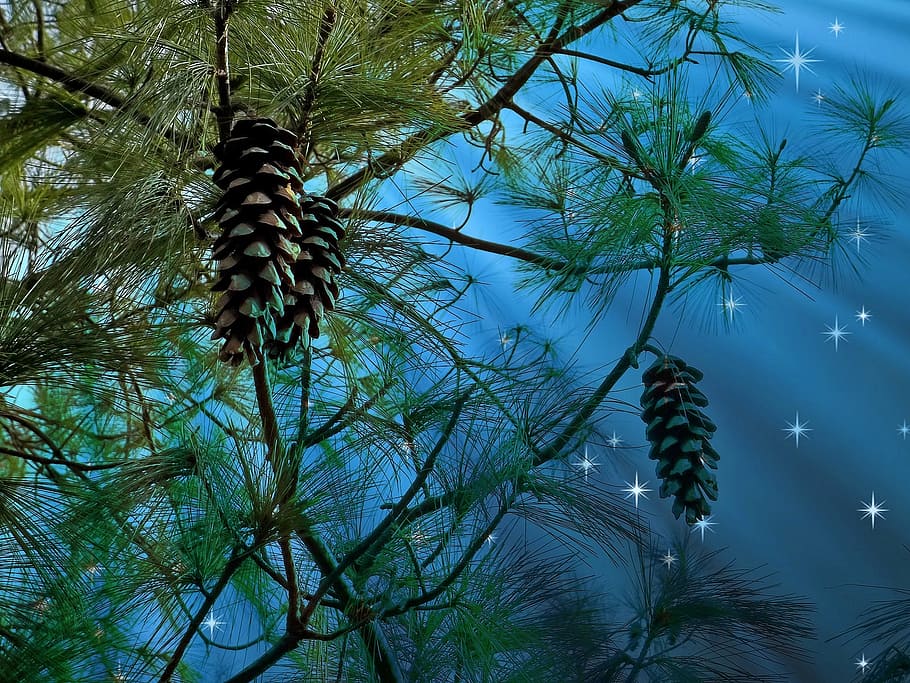 pine cones, hanging, tree, conifer, starry sky, pine, tap, nature, pine needles, branch