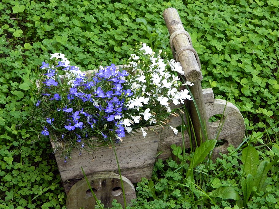 bunga, biru, putih, semanggi, hijau, roda tiga, pot, mainan, kayu, menanam