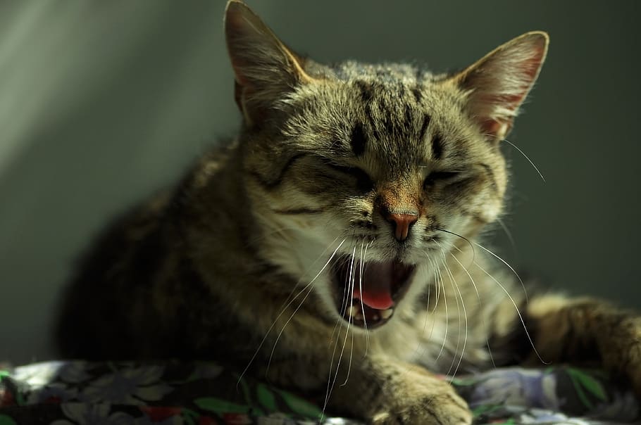 cat, yawns, lie, lazy, portrait, mouth, vacation, animal, one animal, animal themes