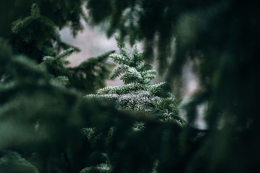 green, tree, plant, blur, nature, growth, land, tranquility, beauty in nature, green color